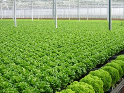 Hanoi to implement measures for agricultural development