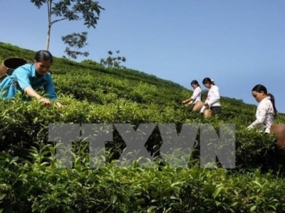 Ha Giang inaugurates organic tea plant using Japanese high-tech