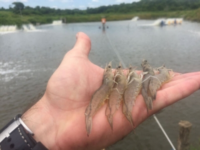 Ongoing production issues in shrimp farming, part 2