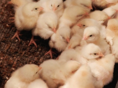 Chick Quality Hatchery Impact on Performance