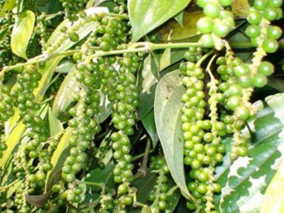 Vietnamese farmers banking on pepper despite signs of oversupply