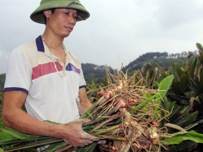 Ngỡ ngàng hiệu quả cây riềng trên đất màu, thu 600 triệu đồng/ha/năm