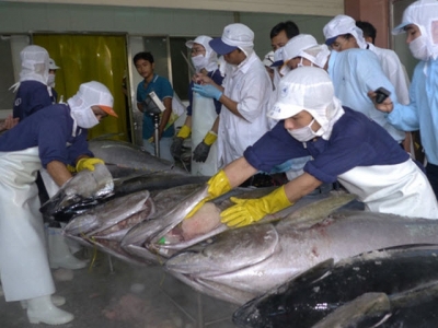 Xuất khẩu cá ngừ sang Chile tăng đột biến