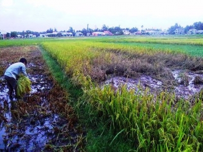 Trung Quốc tìm ra gen thúc đẩy năng suất lúa trong đất mặn