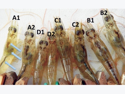 Tilapia could enhance water conditions, help control EMS