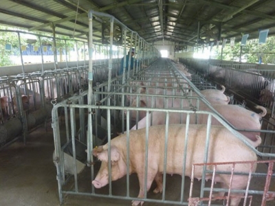 VN livestock industry in danger as imports are too cheap