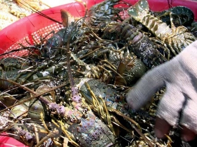 Workshop discusses sustainable lobster farming in central Vietnam