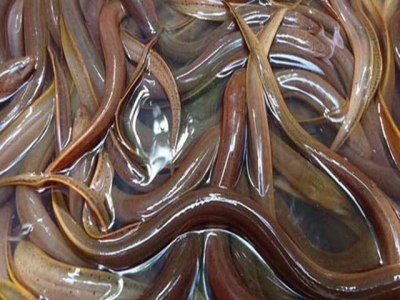 Lót bạt nuôi lươn không bùn, thu 2 tạ/bể