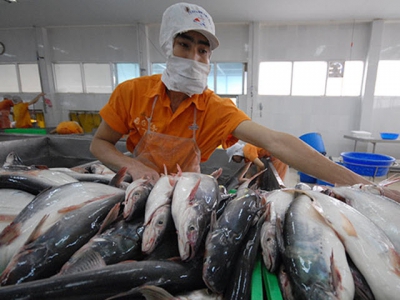 Nâng cao năng lực cạnh tranh và giá trị cho cá tra