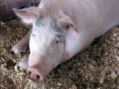 New swine research center offers industry insights