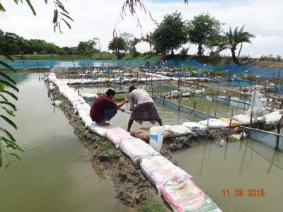 Aquaculture in action: reducing the need for feed