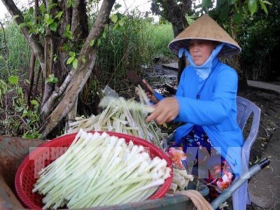 Cà Mau to expand bulrush growing area