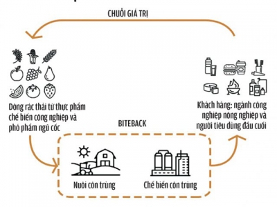 Nuôi sâu gạo thay thế dầu cọ