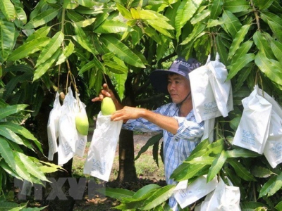 Vietnams mango exports increase