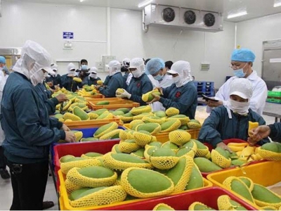 Vietnam sets low fruit export target due to Chinas tighter control