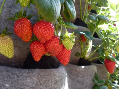 Growing Strawberry Plants – How to Grow Strawberry Wall