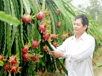 Bón phân cho thanh long ruột đỏ