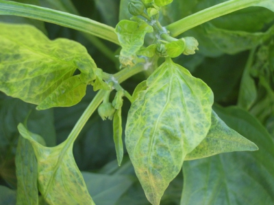 Capsicum diseases