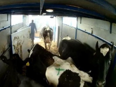 Transporting cull dairy cows may change animal well-being