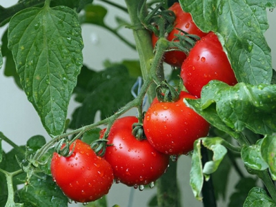 Tips for Growing Tomatos and Growing Tomato Plants