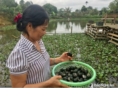 Hấp dẫn nghề nuôi ốc bươu đen ở Đô Lương