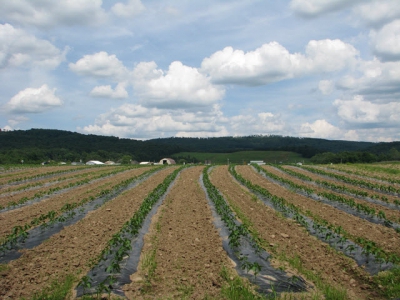 Combining tunnels, nets and open-air farming for diversified vegetable production