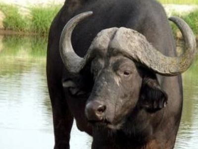 New high-quality reference genome published for water buffalo