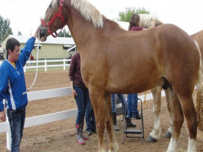 Mobile app updated to estimate horse bodyweight