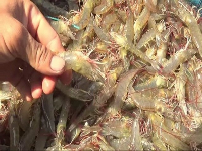 Shrimp export expects to face difficulties this year