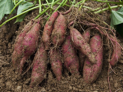 Irrigation & pest control in sweet potatoes