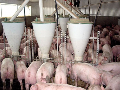 Methionine beyond protein synthesis in growing pigs