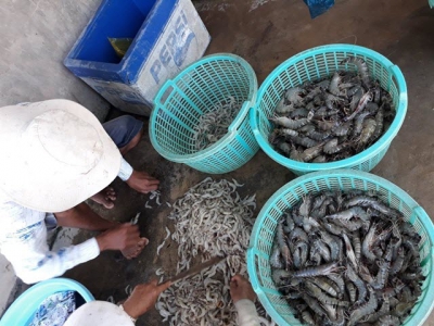 Việt Nam targets $4.2b in shrimp export value this year