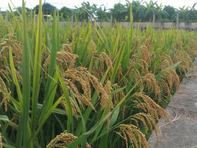 Một nông dân lai tạo được giống nếp thơm