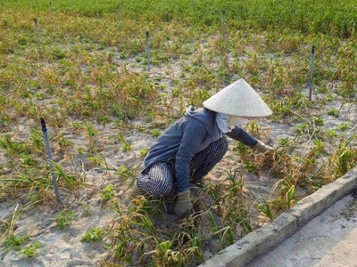 Garlic harvest in Ly Son Island fails due to drought