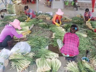 Rice farmers in Tiền Giang switch to saltwater-resistant crops