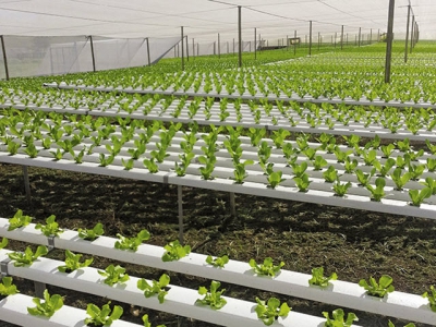 Greenhouse production in SA – learning from Europe