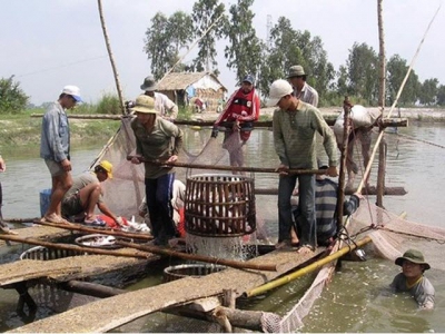 Prices of pangasius fish unexpectedly fall