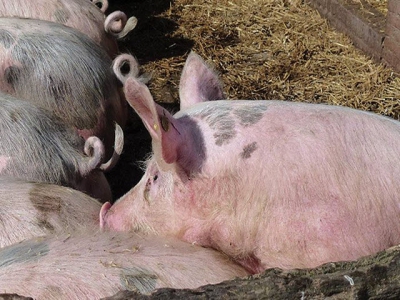 7 ways to reduce tail biting in pigs