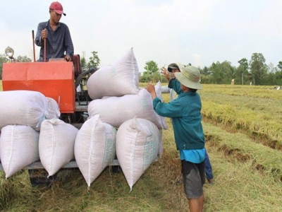 Central bank urges more support for rice farmers