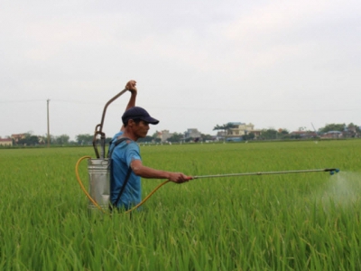 Cẩn trọng sâu bệnh hại lúa tại Nam Định