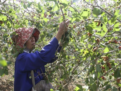 Quang Tri enjoys bumper black berry crop, good price