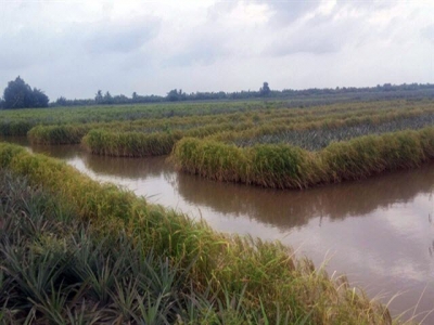 Farmers earn high incomes from pineapple, shrimp and rice cultivation on same field