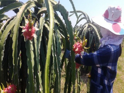 Dragon fruit price unexpectedly triples