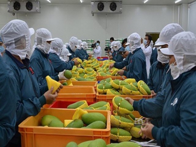 Fruit and vegetable exports suffer drop amid impact of COVID-19