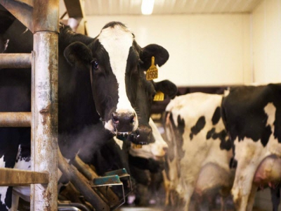 Adapt winter milking routines to keep milk quality high