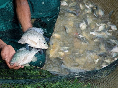 Tilapia lake virus resistance breakthrough announced