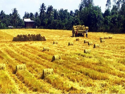 Diversifying rice export markets to reduce risks