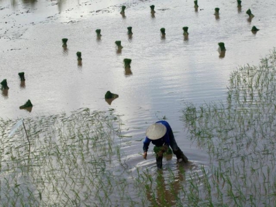 Vietnam rice exports seen up 6% this year to 6.75 million metric tons: food association