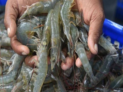MPEDA plays down coronavirus impacts to Indian seafood exports