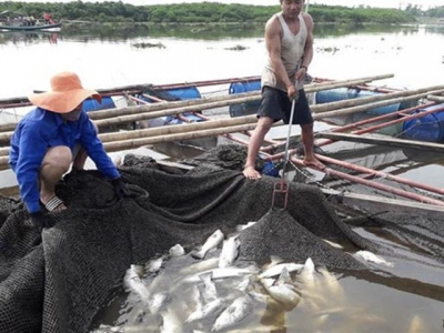 Hà Tĩnh cage fish farmers restore production